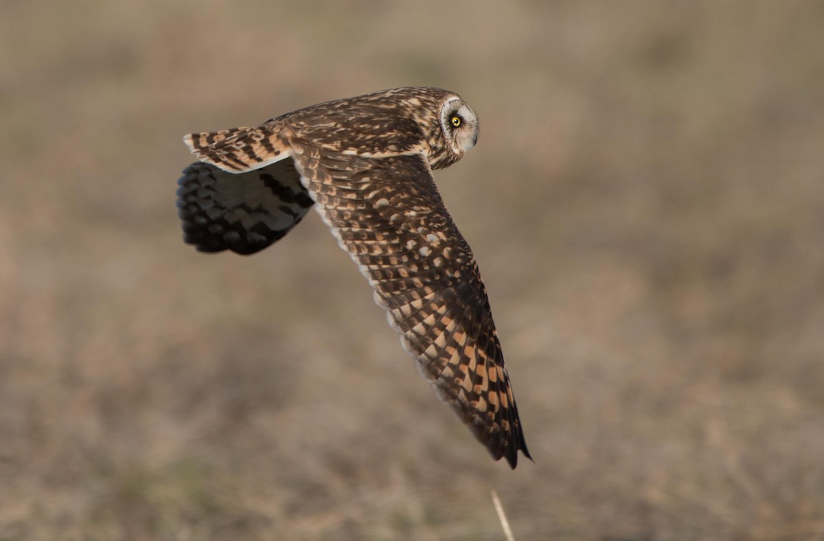 Short-eared Owl - ML132028811