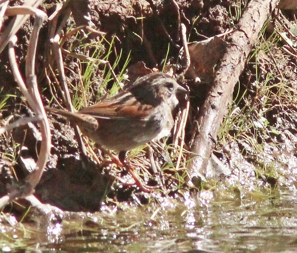 Swamp Sparrow - Debby Parker