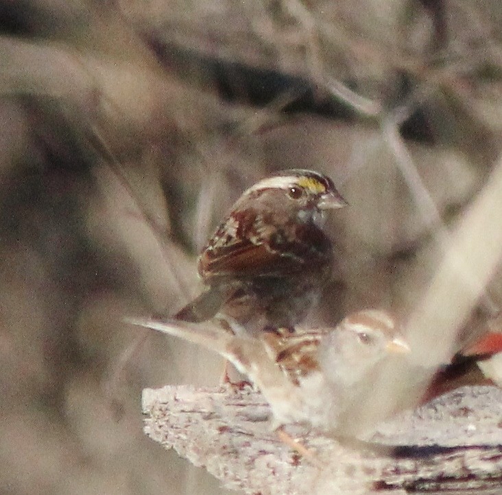 White-throated Sparrow - Debby Parker