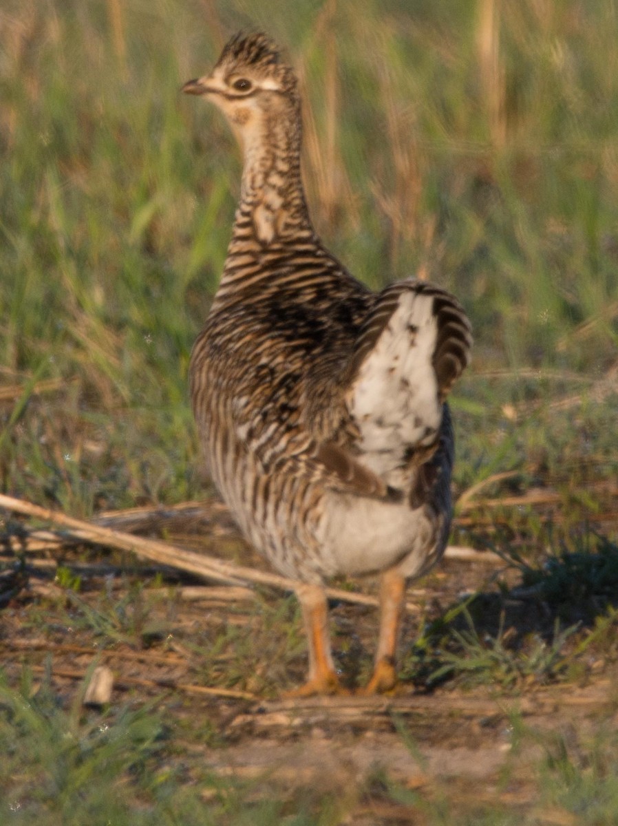 Greater Prairie-Chicken - ML132030411