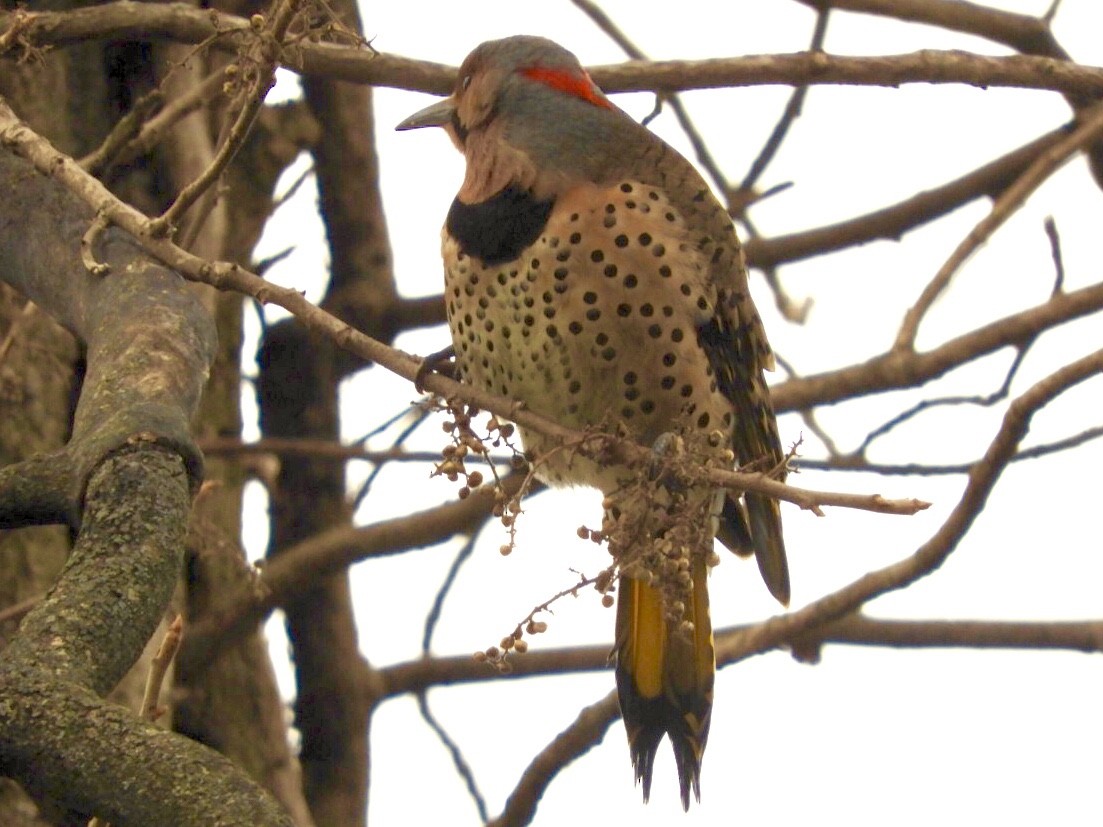 Northern Flicker (Yellow-shafted) - Lois Rockhill