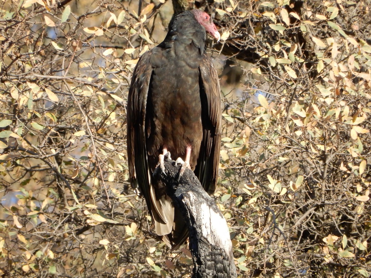 Turkey Vulture - ML132034061