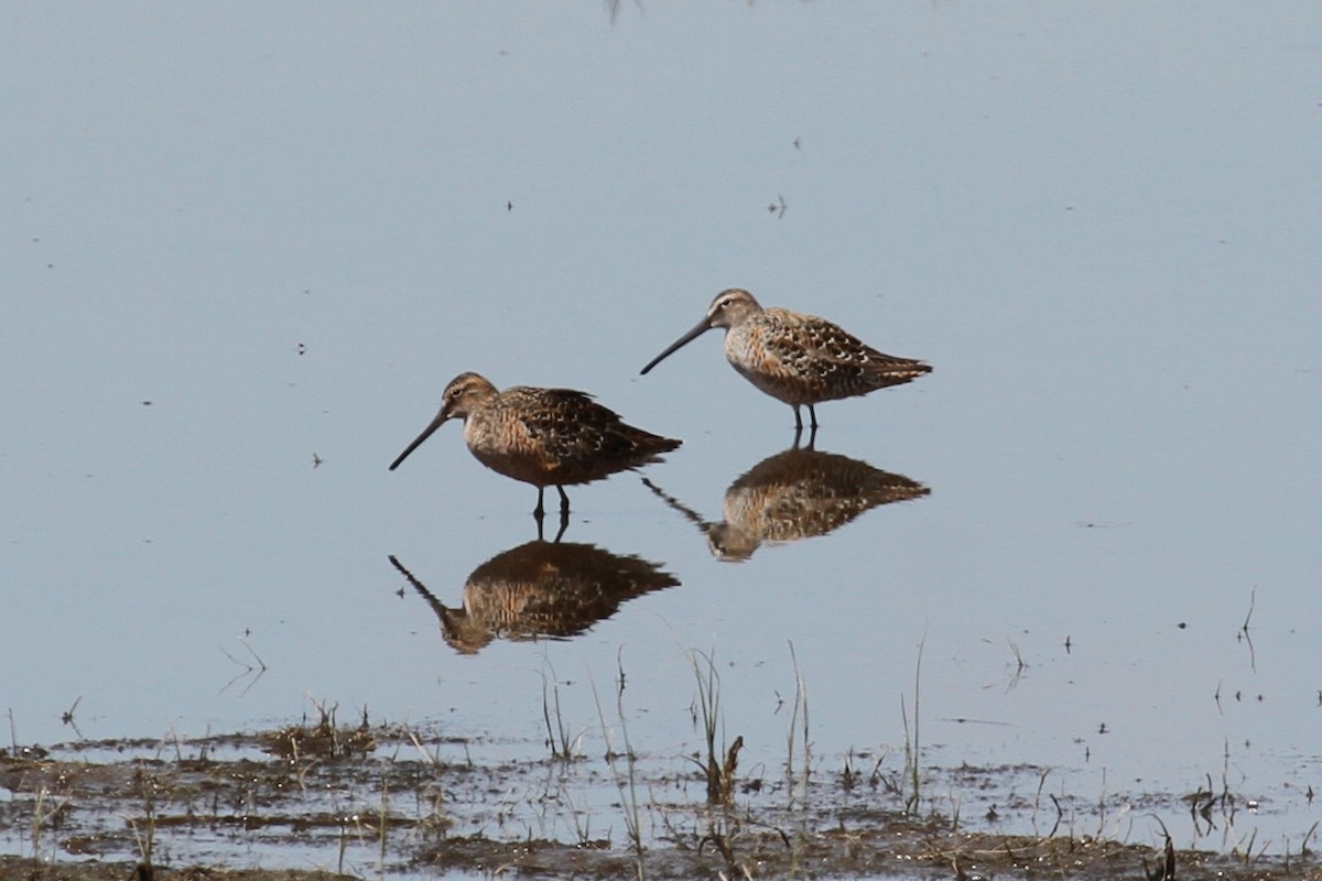 Long-billed Dowitcher - ML132035411