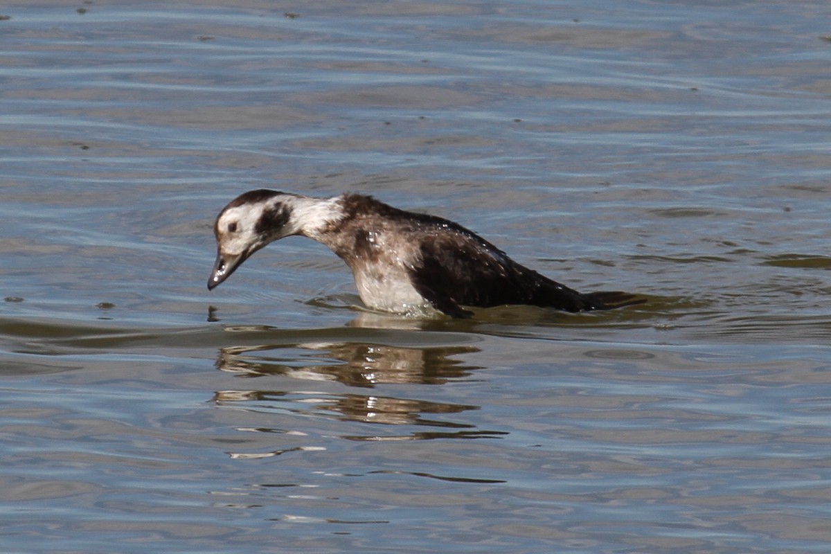 Long-tailed Duck - ML132037981