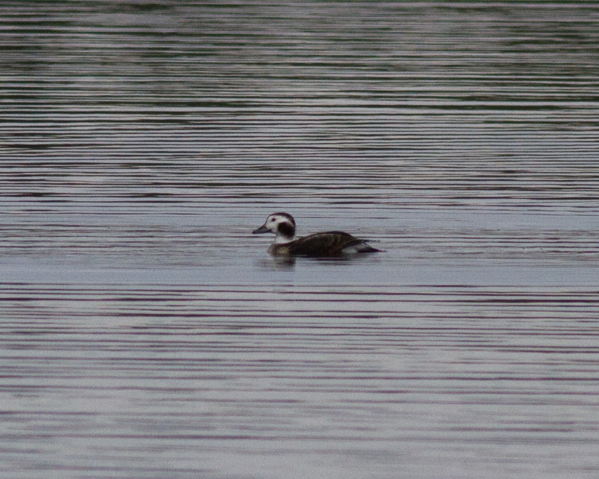 Long-tailed Duck - ML132039661