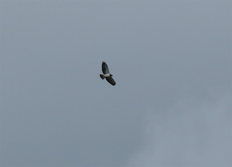 Short-tailed Hawk - Karen Lebing