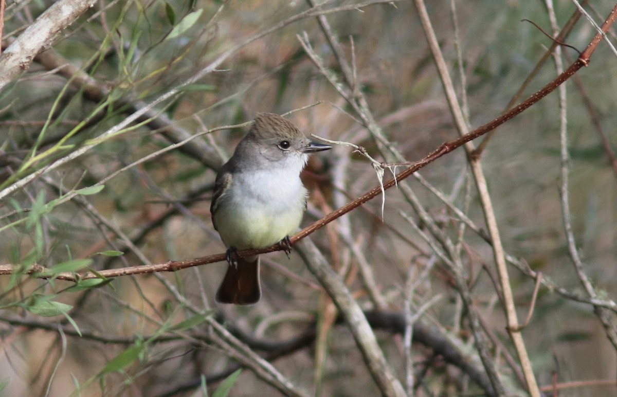 Ash-throated Flycatcher - Andre Moncrieff