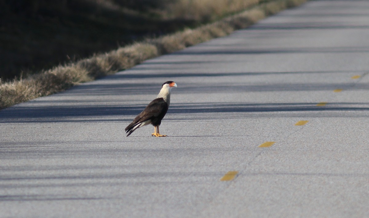 Crested Caracara (Northern) - Andre Moncrieff