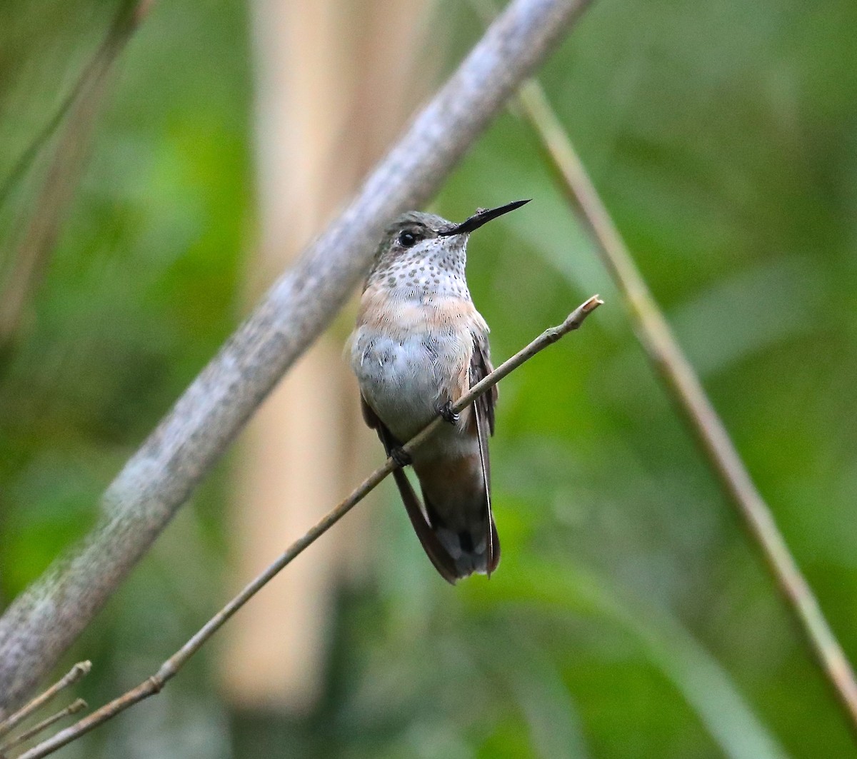 Calliope Hummingbird - Charles Lyon
