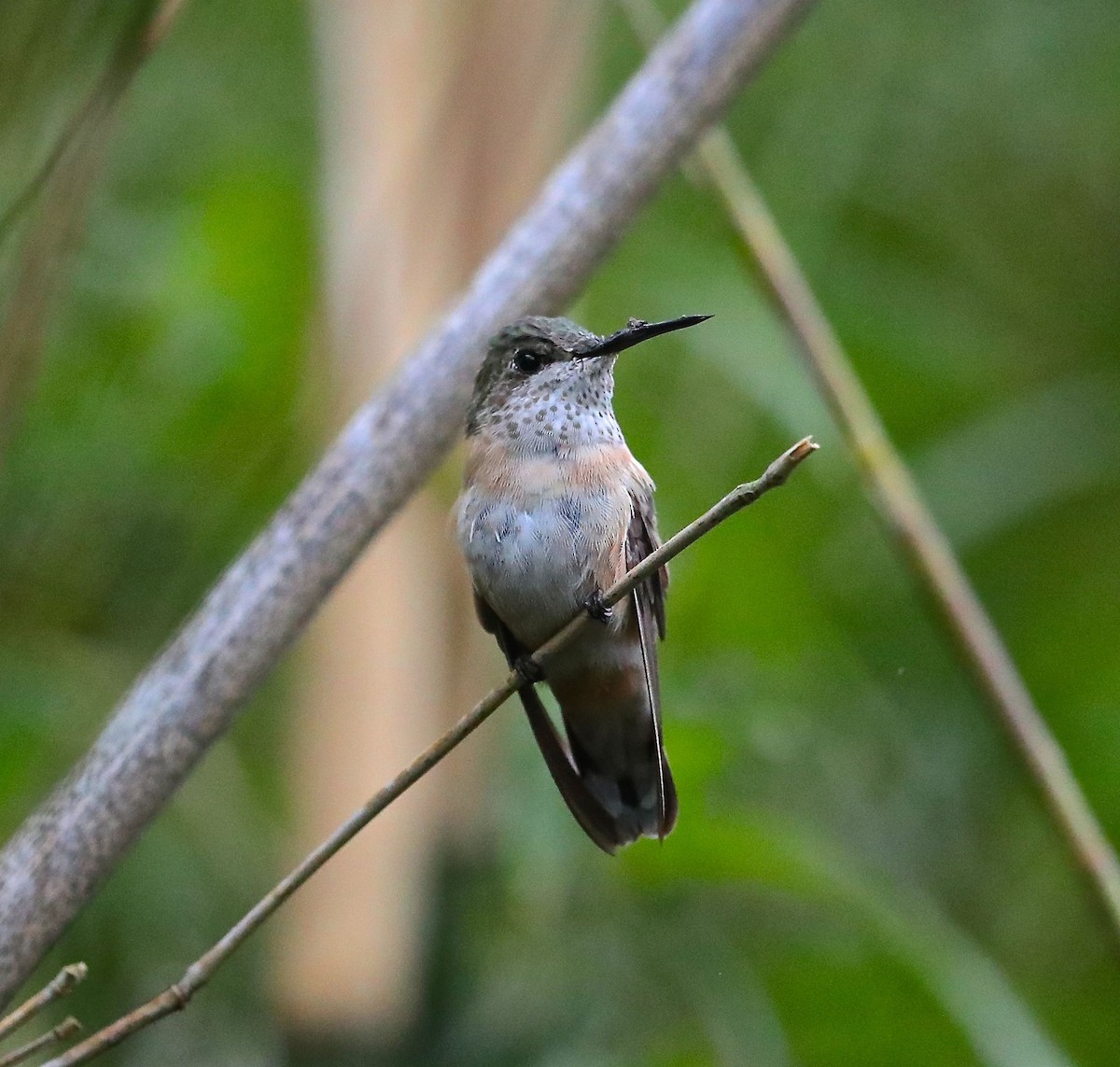 Calliope Hummingbird - Charles Lyon