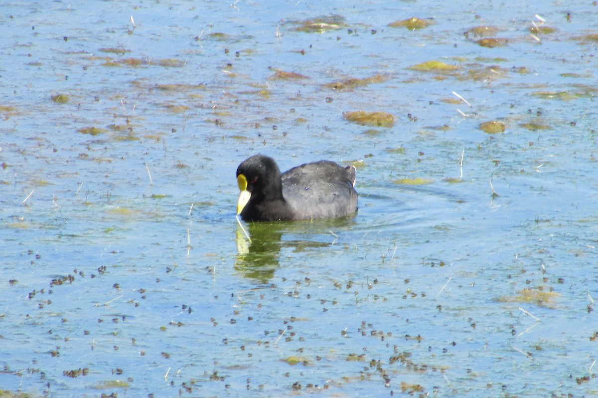 White-winged Coot - ML132049981