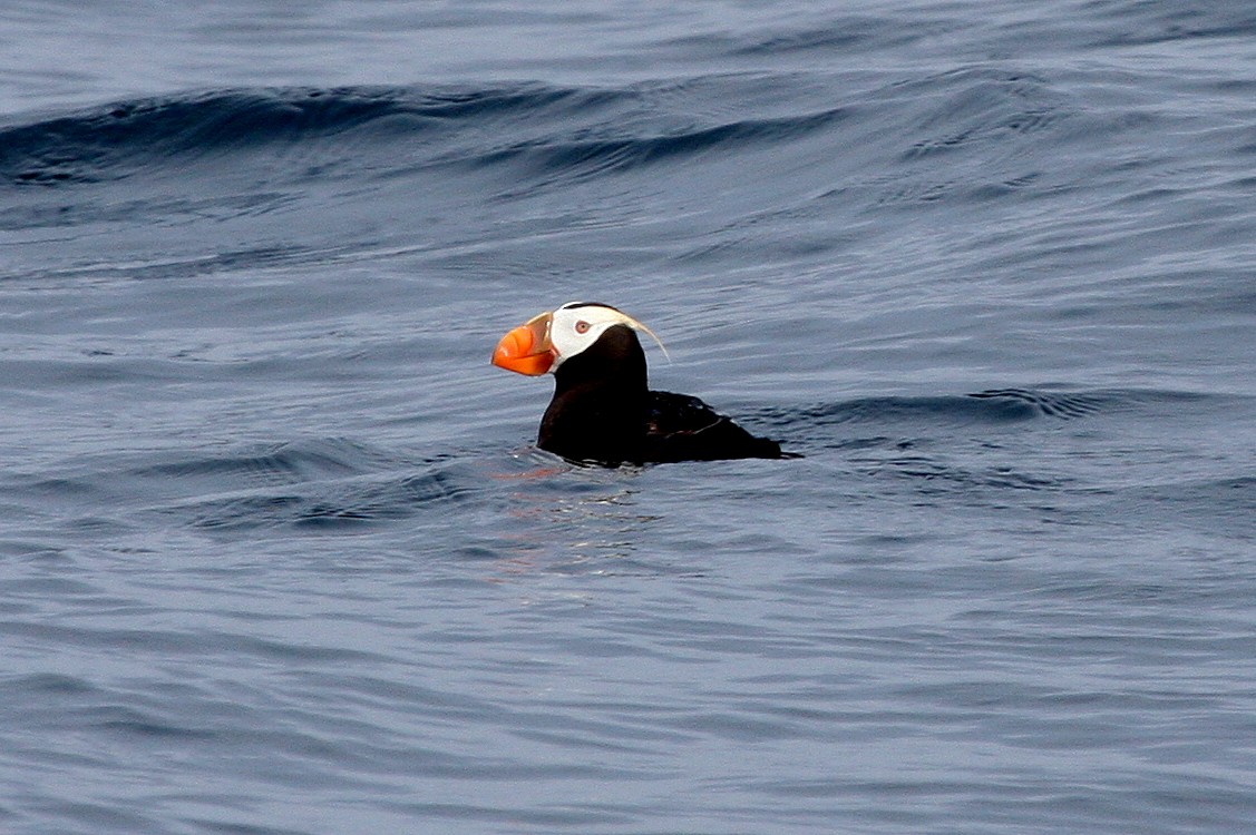 Tufted Puffin - Steve Rottenborn
