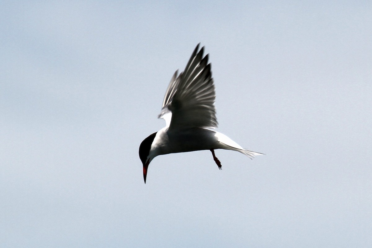 Common Tern - ML132051651