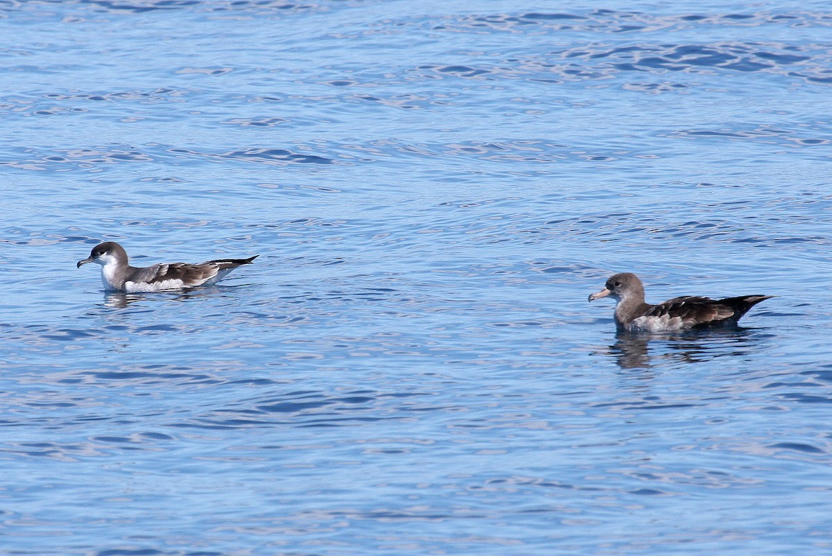 Pink-footed Shearwater - ML132052241