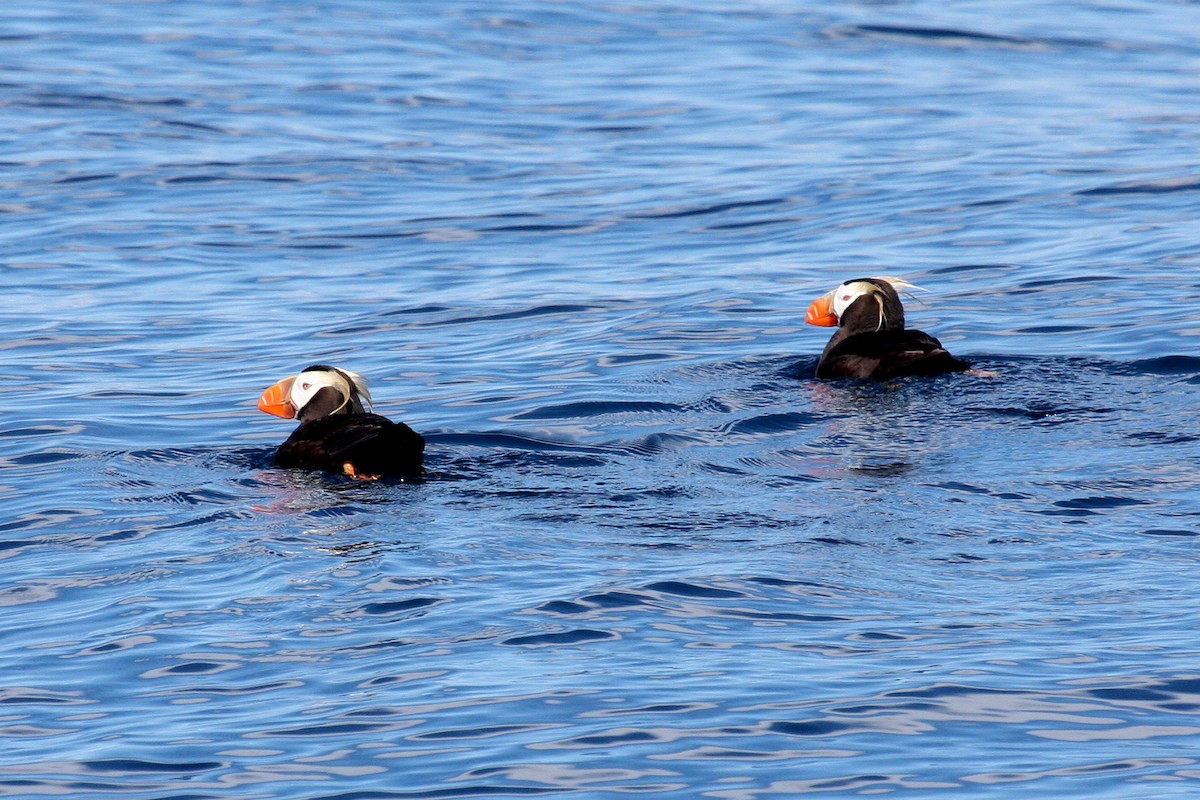 Tufted Puffin - ML132052431
