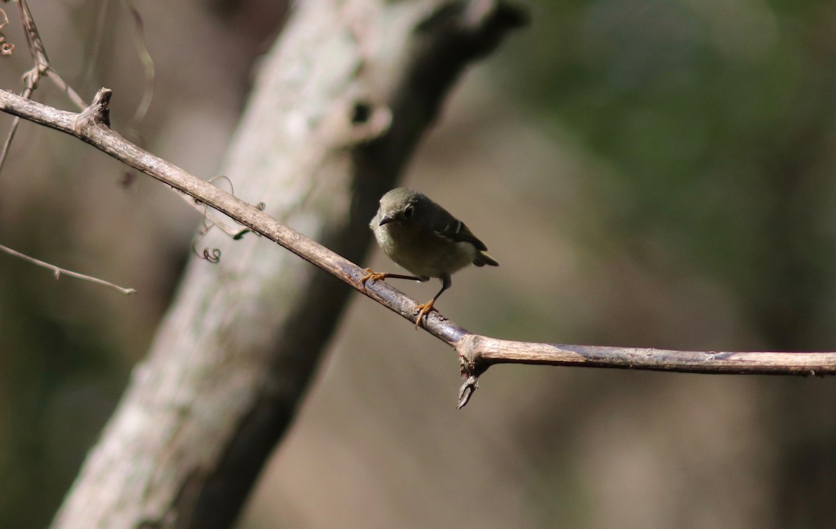Ruby-crowned Kinglet - Andre Moncrieff