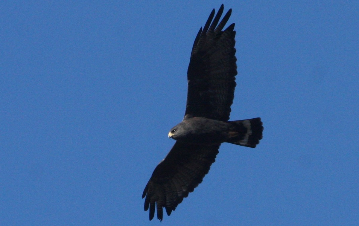 Zone-tailed Hawk - ML132058441