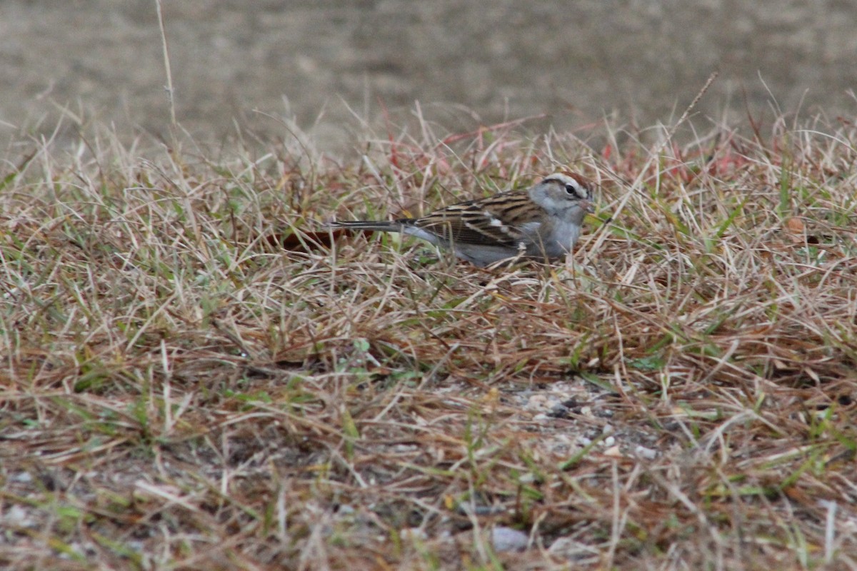 Chipping Sparrow - Clint Robinson