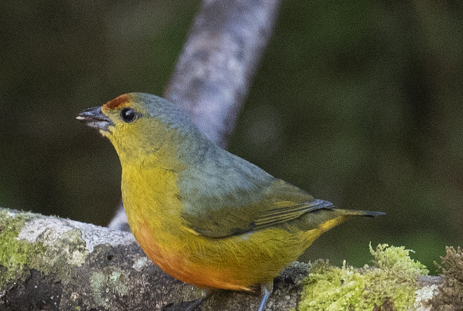 Spot-crowned Euphonia - johnny powell