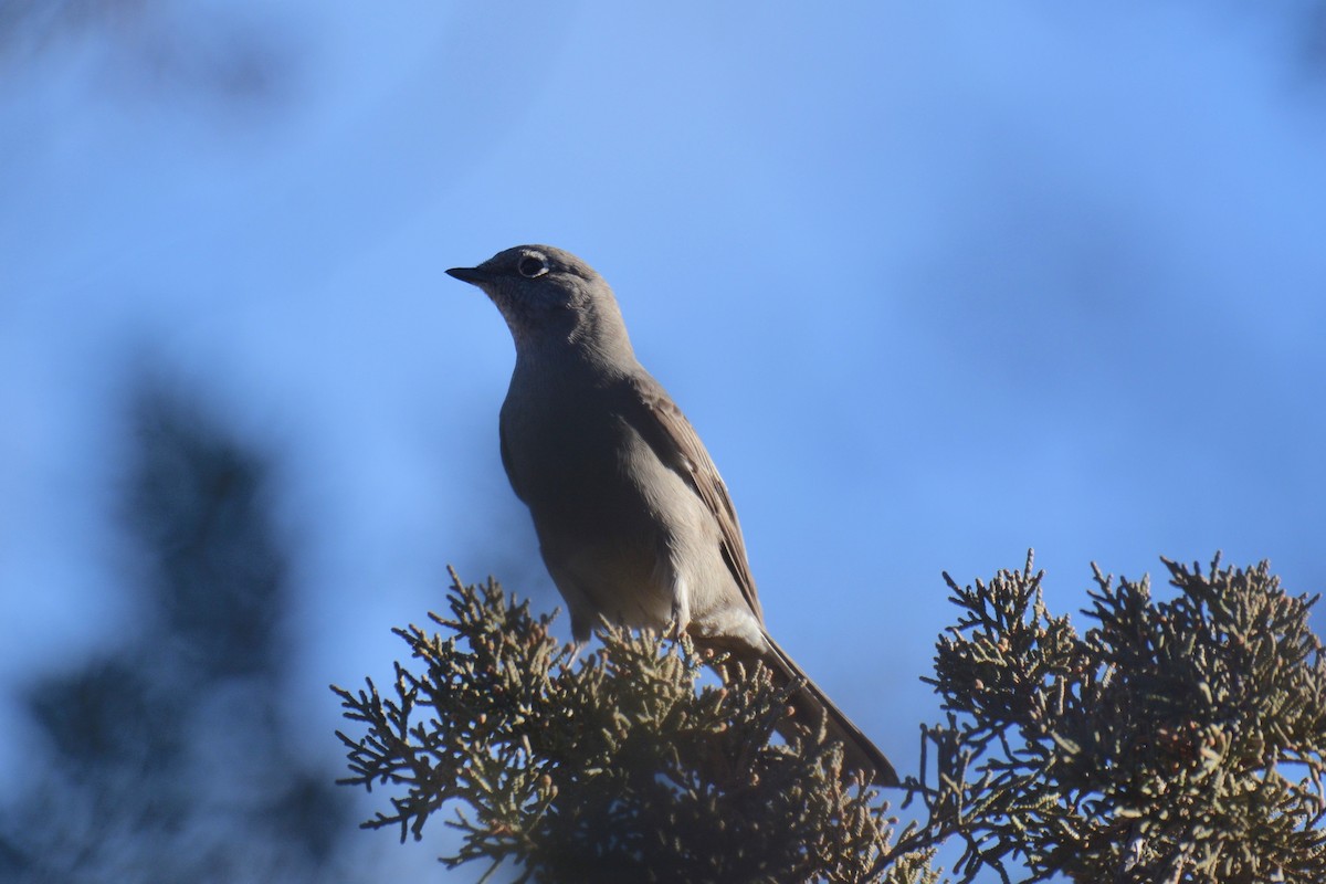 Townsend's Solitaire - Will Brooks