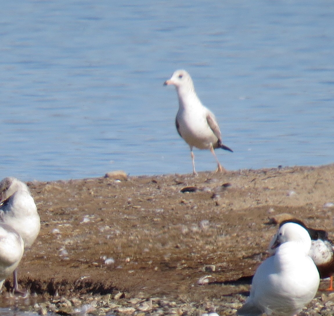Yellow-footed Gull - ML132065991