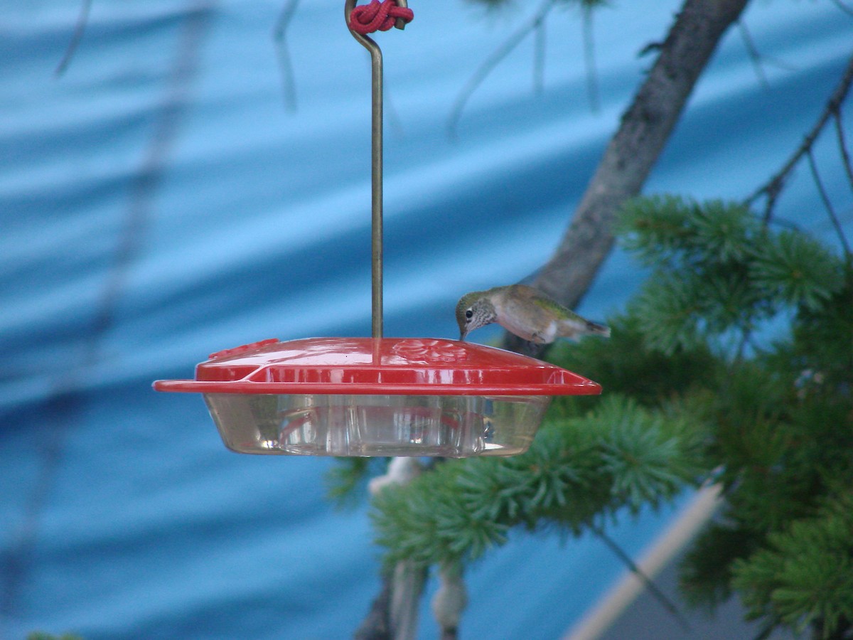 Calliope Hummingbird - ML132066781