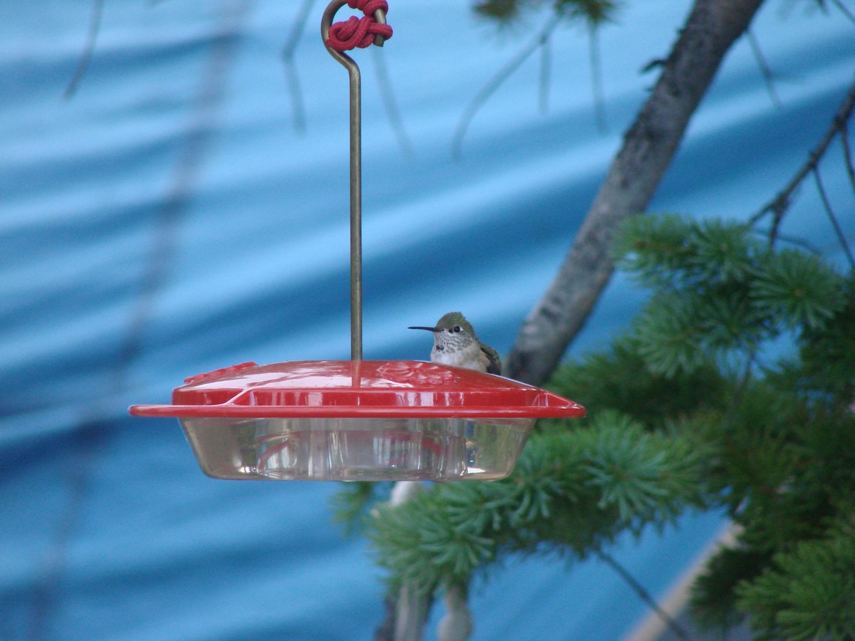 Calliope Hummingbird - ML132066851