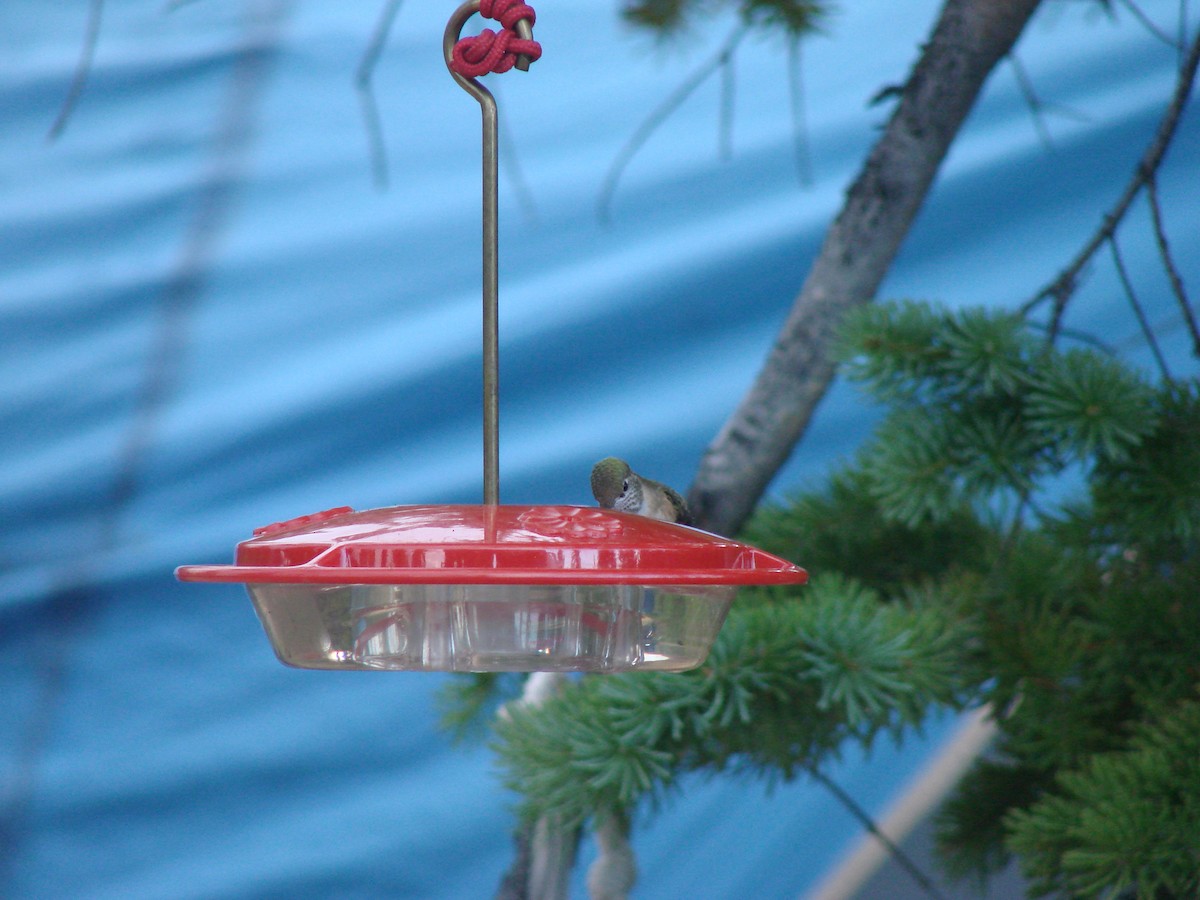 Calliope Hummingbird - ML132067111