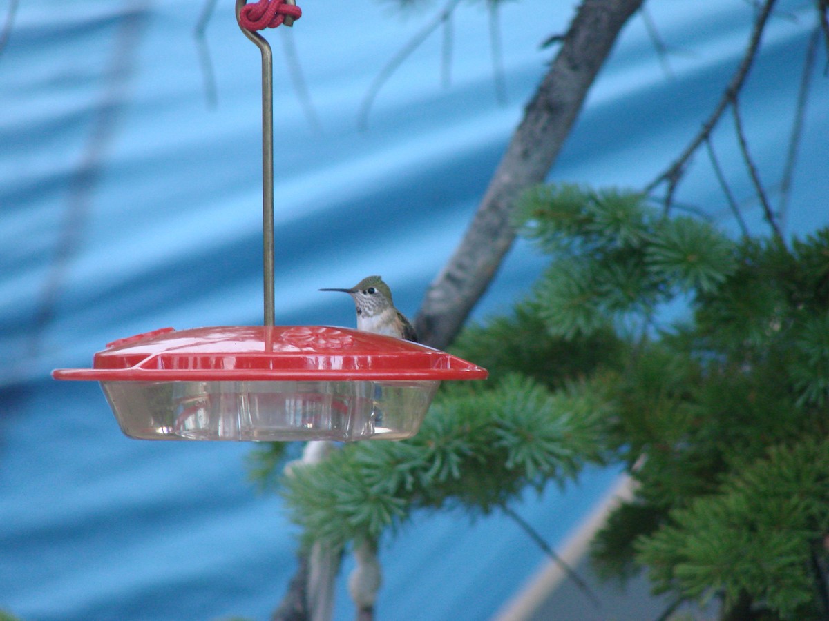 Calliope Hummingbird - ML132067441
