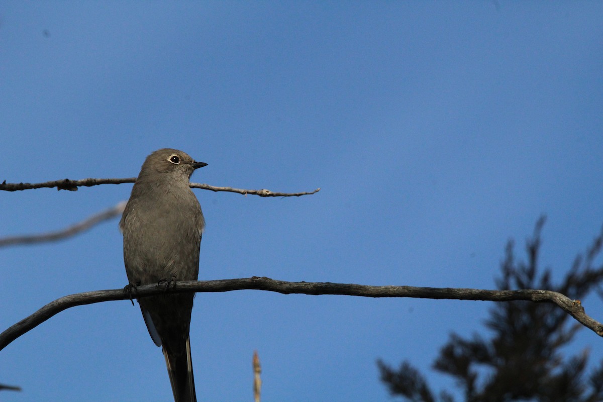 Townsend's Solitaire - ML132067651