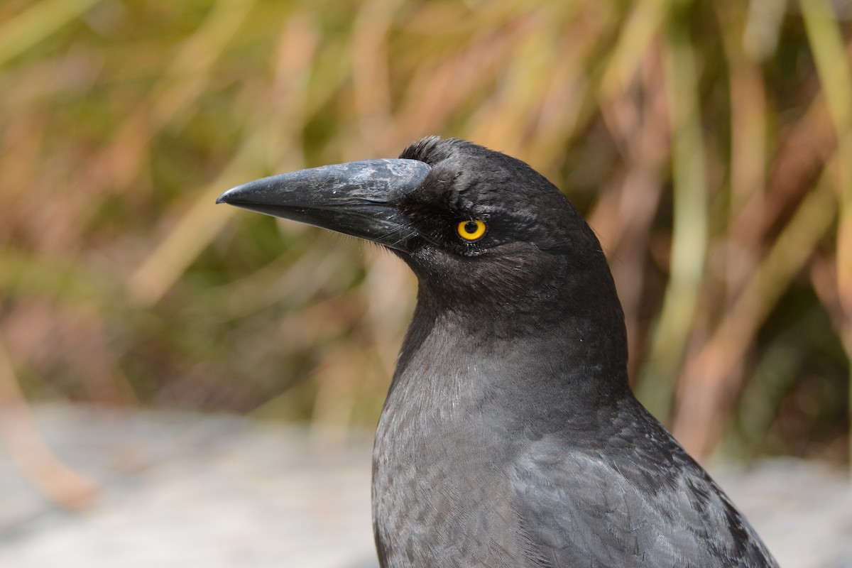 Black Currawong - Larry Chen