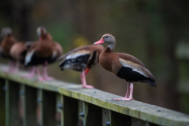 Black-bellied Whistling-Duck