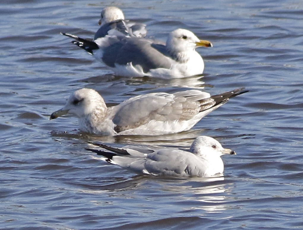 Ring-billed Gull - Don Roberson