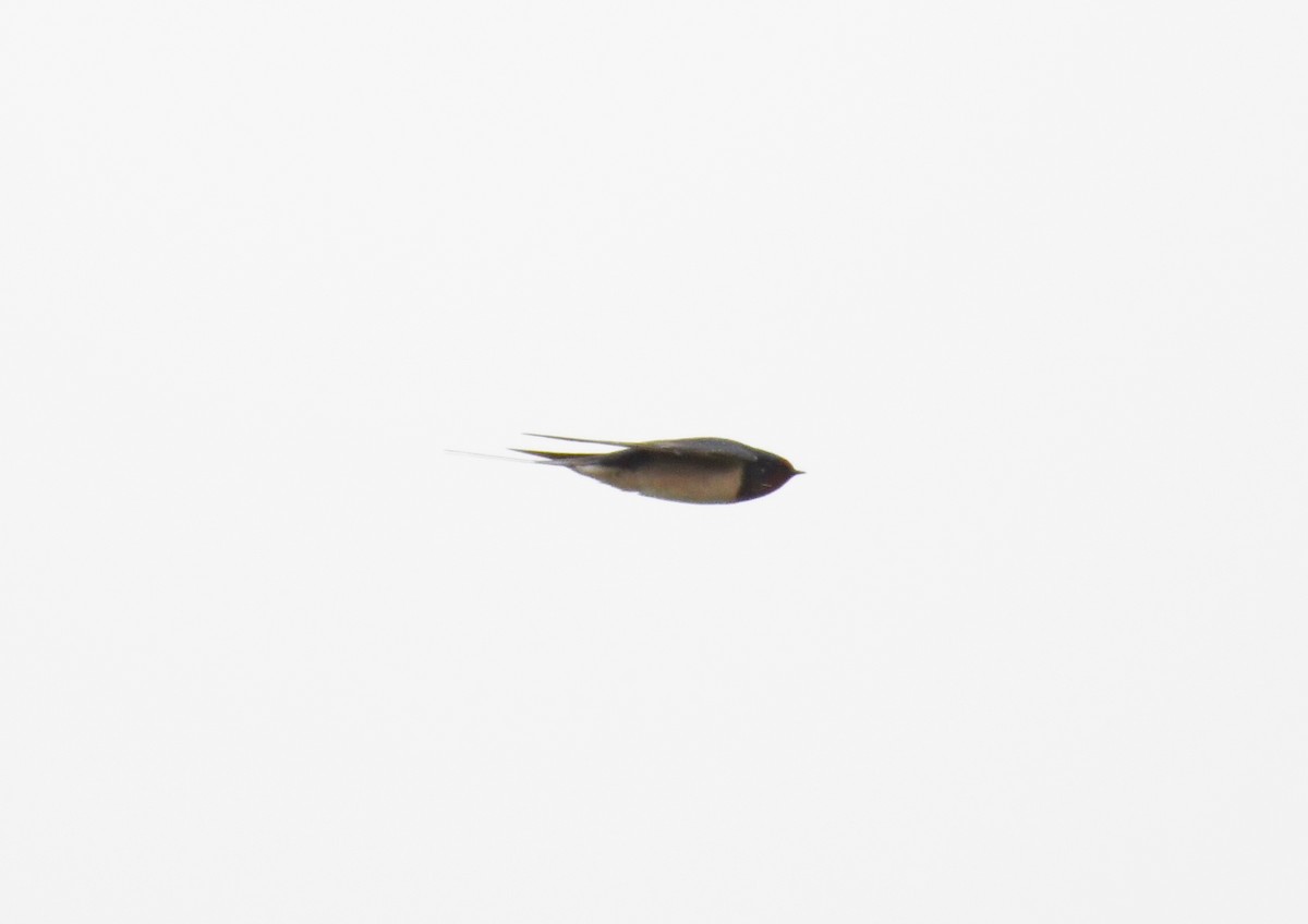 Barn Swallow - ML132072201