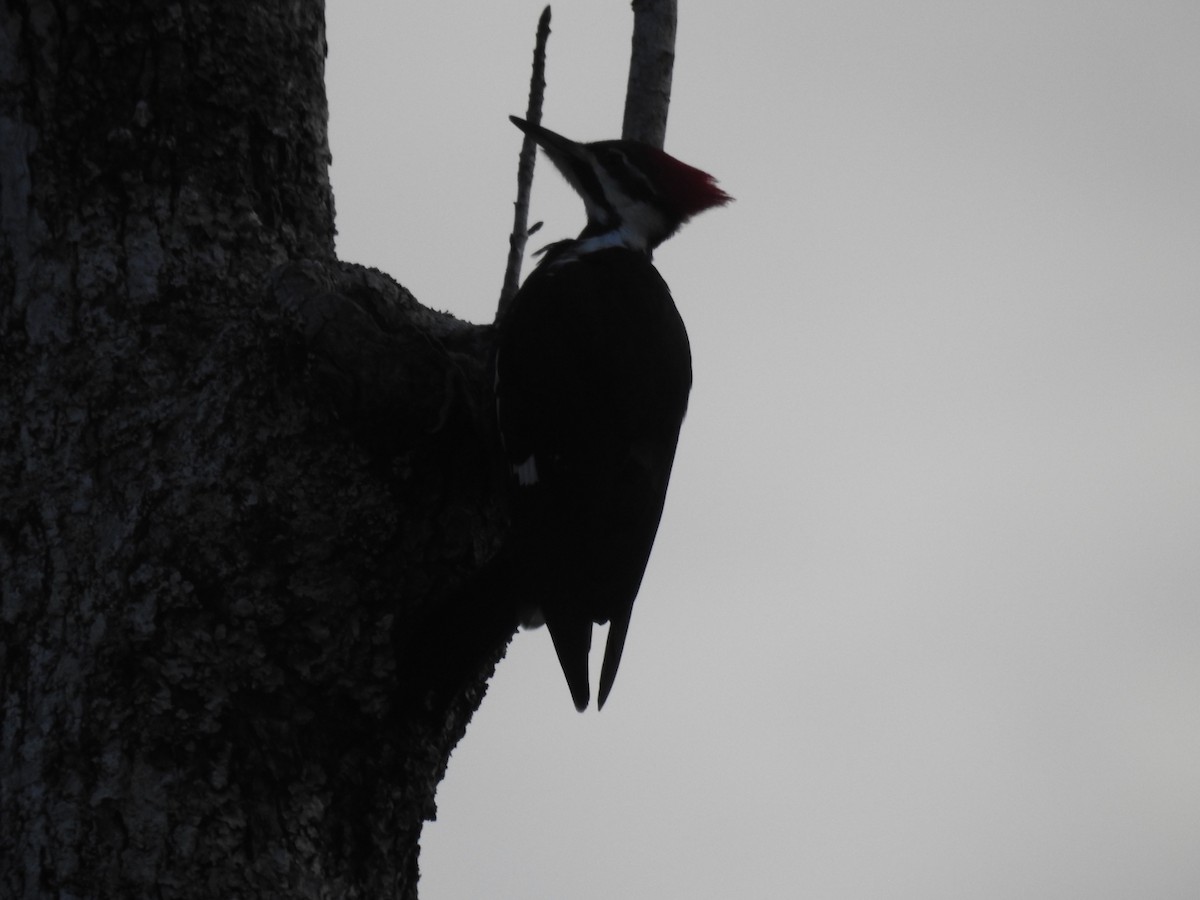 Pileated Woodpecker - Mark  Anthony