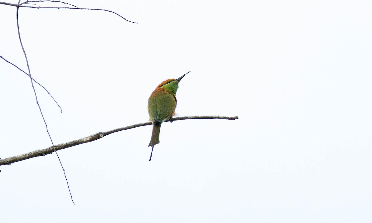 Asian Green Bee-eater - ML132073421