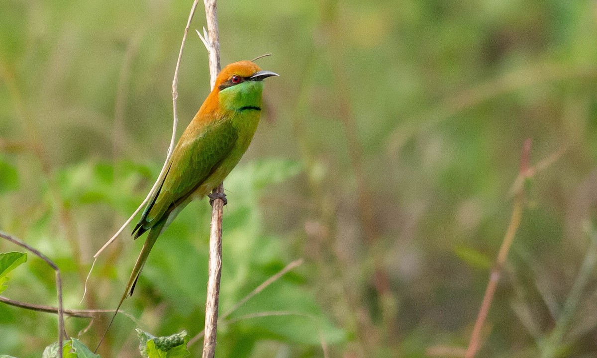 Asian Green Bee-eater - ML132073441