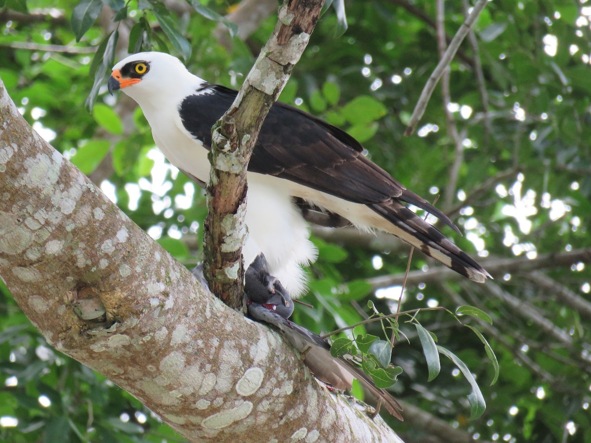 Black-and-white Hawk-Eagle - Green Jay Bird Conservancy Juan Flores