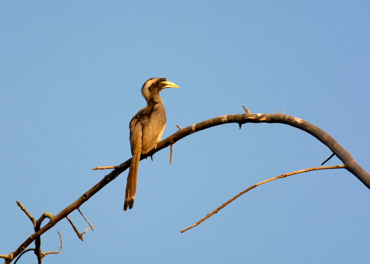 Indian Gray Hornbill - Ramesh Desai