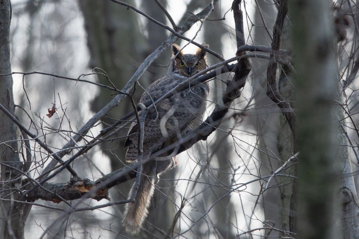 Great Horned Owl - Austin Jennings