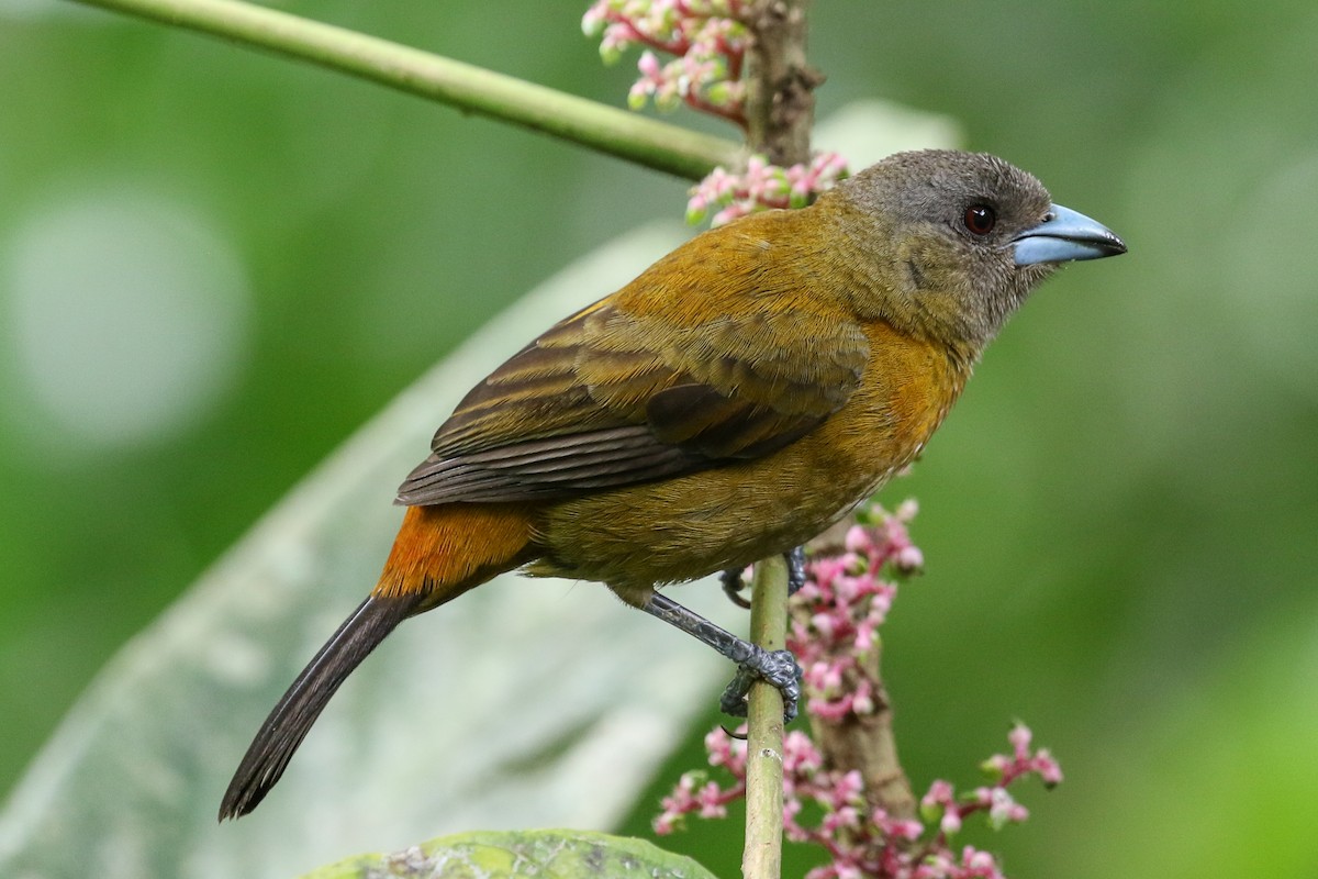 Scarlet-rumped Tanager - ML132077501