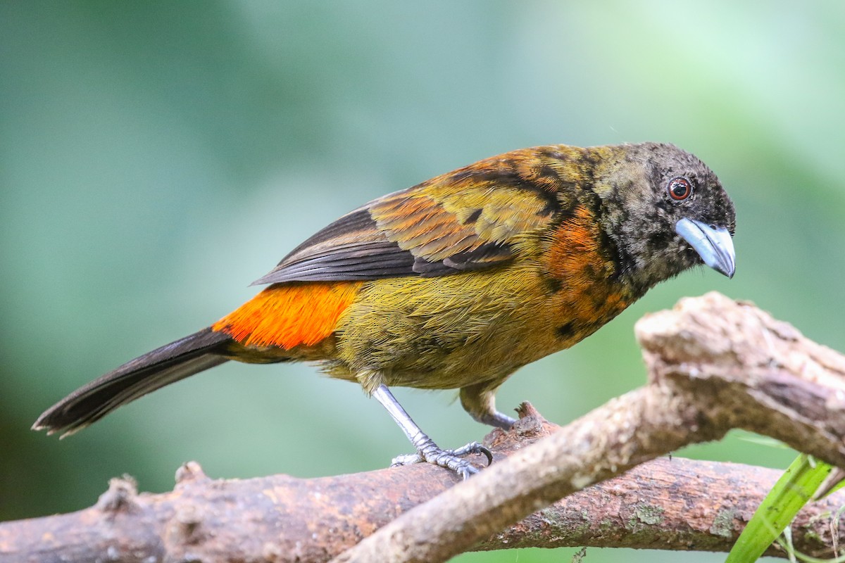 Scarlet-rumped Tanager - ML132077791