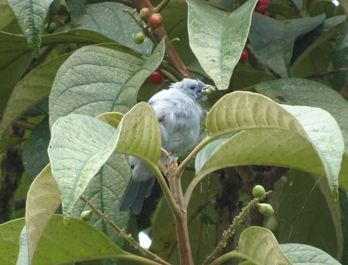 Blue-gray Tanager (White-edged) - Scott Loss