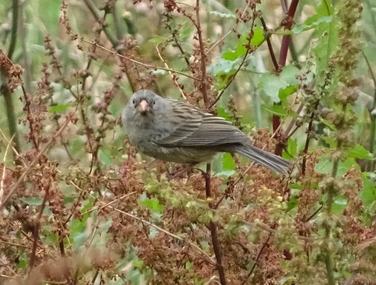 Plain-colored Seedeater - Scott Loss