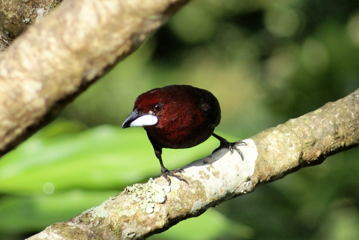 Silver-beaked Tanager - ML132082031