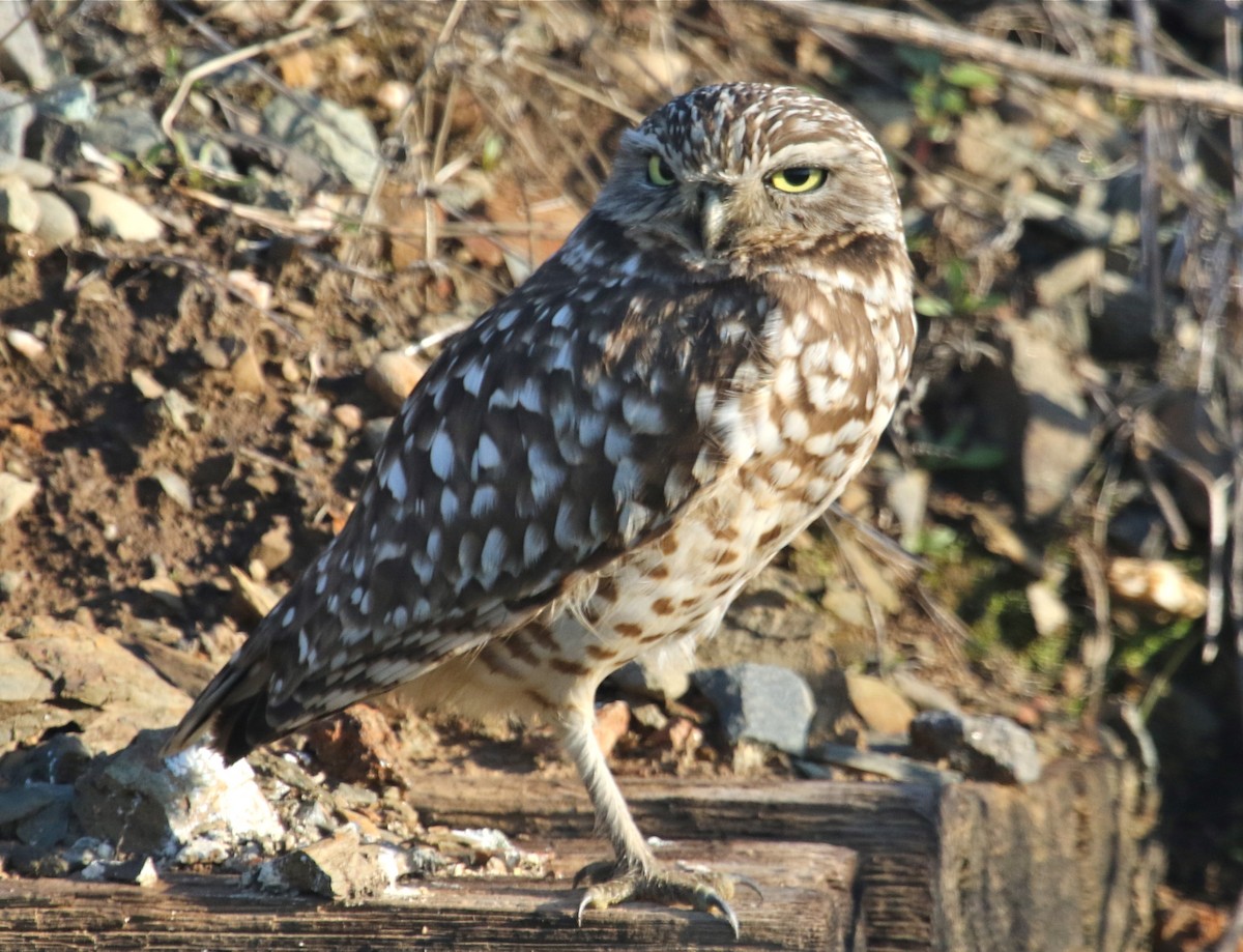 Burrowing Owl - ML132082511