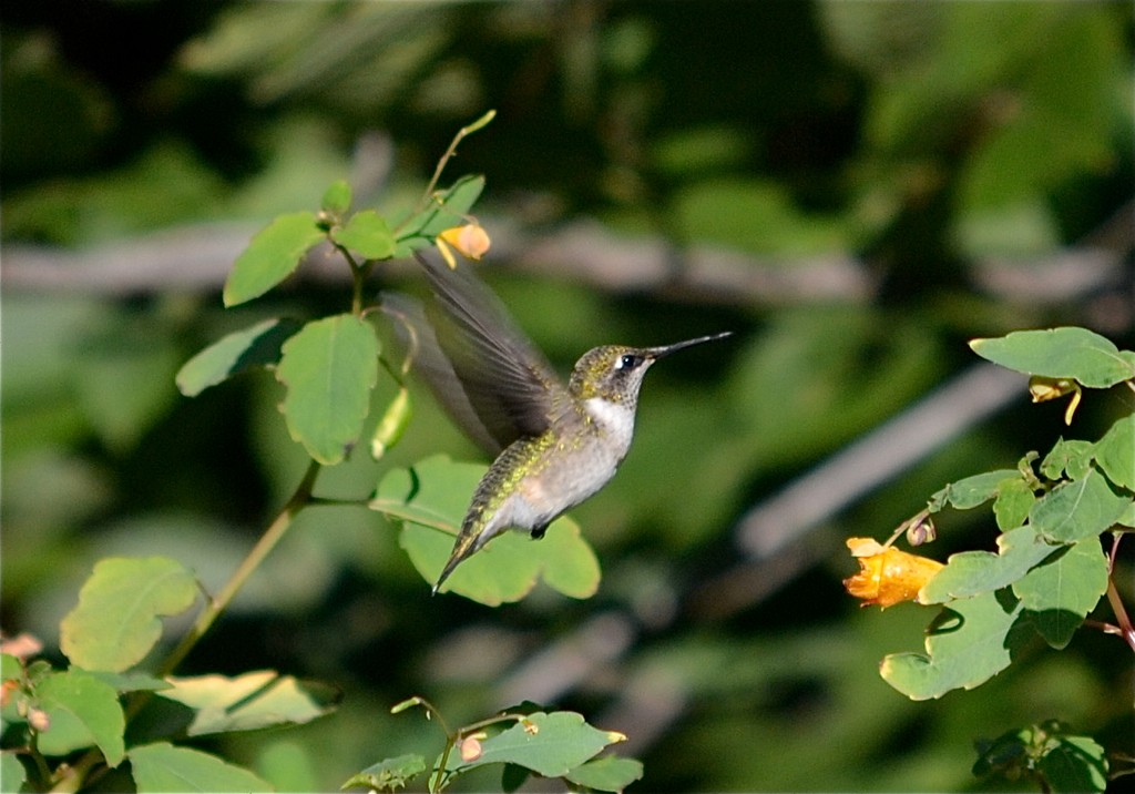 Ruby-throated Hummingbird - Ryan Bass