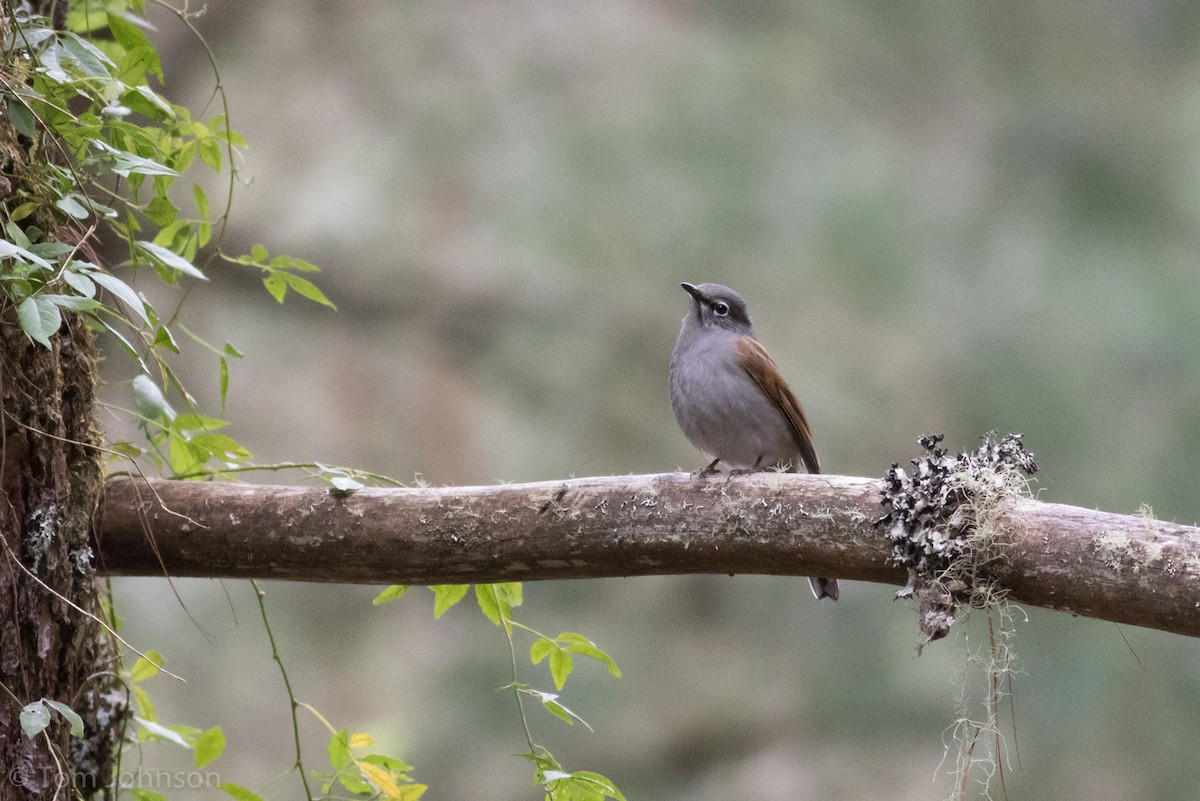 Brown-backed Solitaire - Tom Johnson