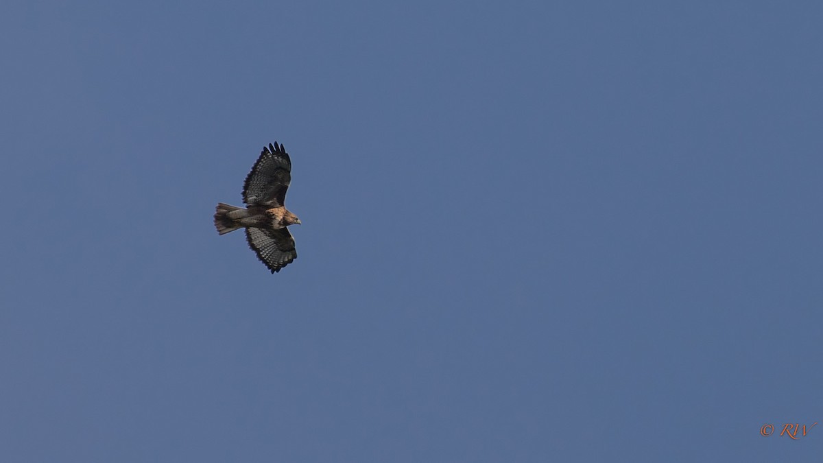 Red-tailed Hawk - ML132092351