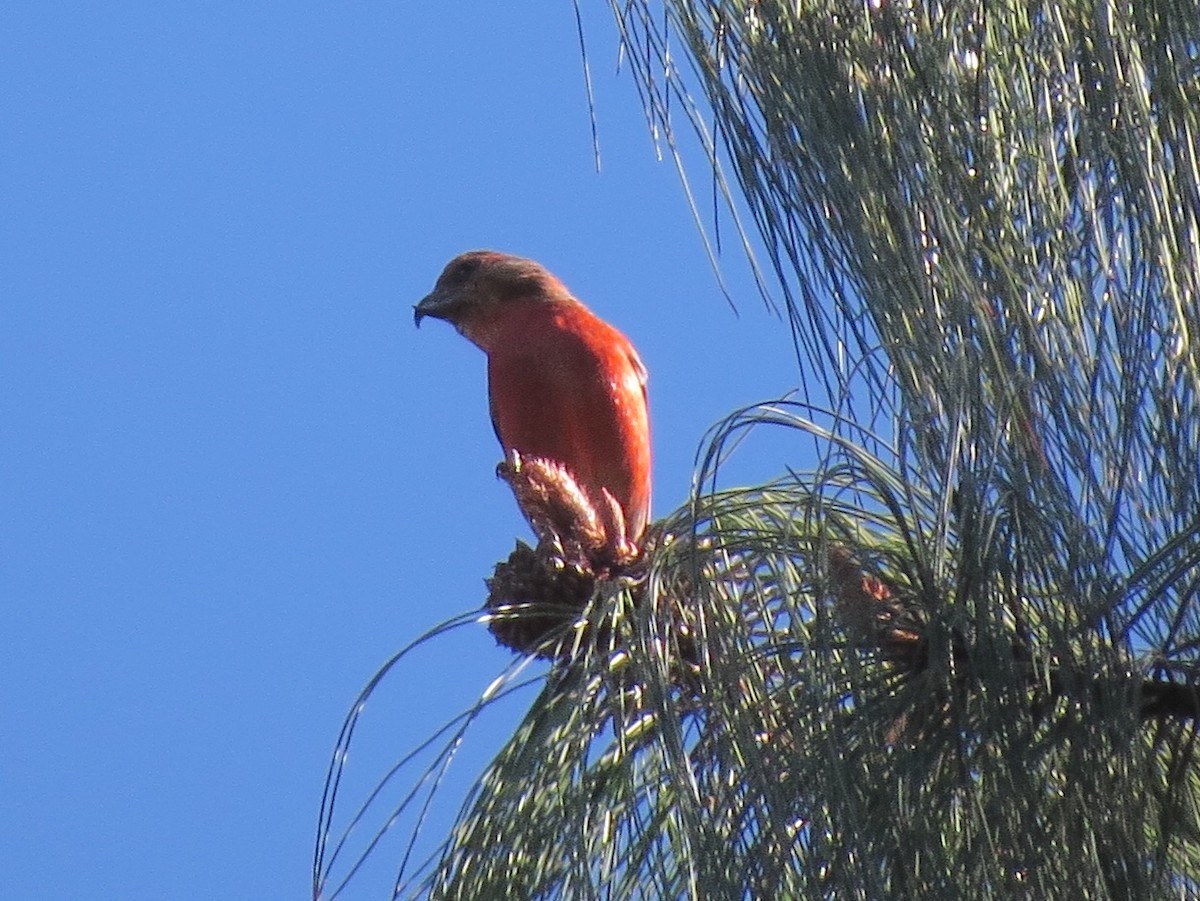 Red Crossbill (Sierra Madre or type 6) - Alane Gray